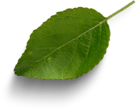 Apple leaf